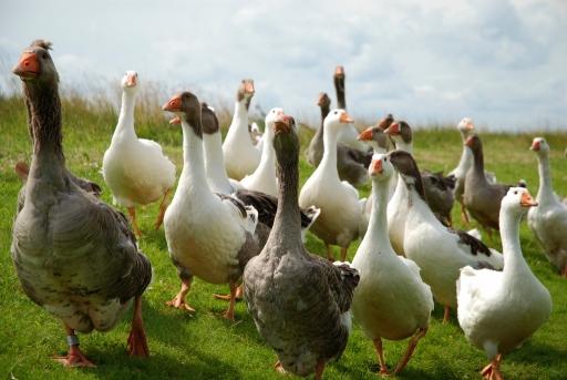 Az EB agrárreform-javaslata a magyar EU-elnökség eredményeire támaszkodik