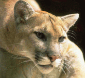 puma.gif puma.gif